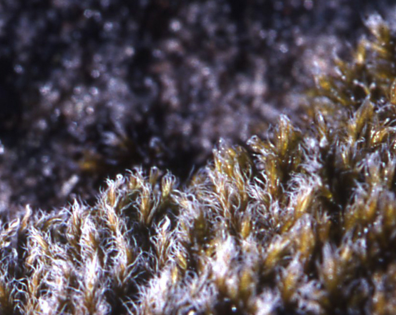 Racomitrium lanuginosum